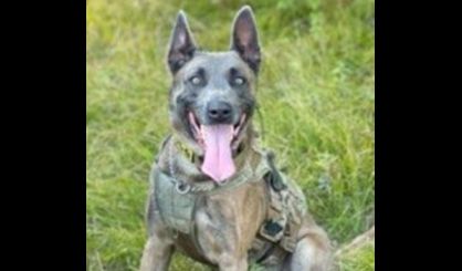 K9 catches drunk driver with felony warrant after police chase in Van Buren County - Vimarsana News