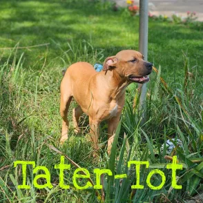 the-mason-jar-cafes-furry-friends-friday-featuring-tater-tot-2