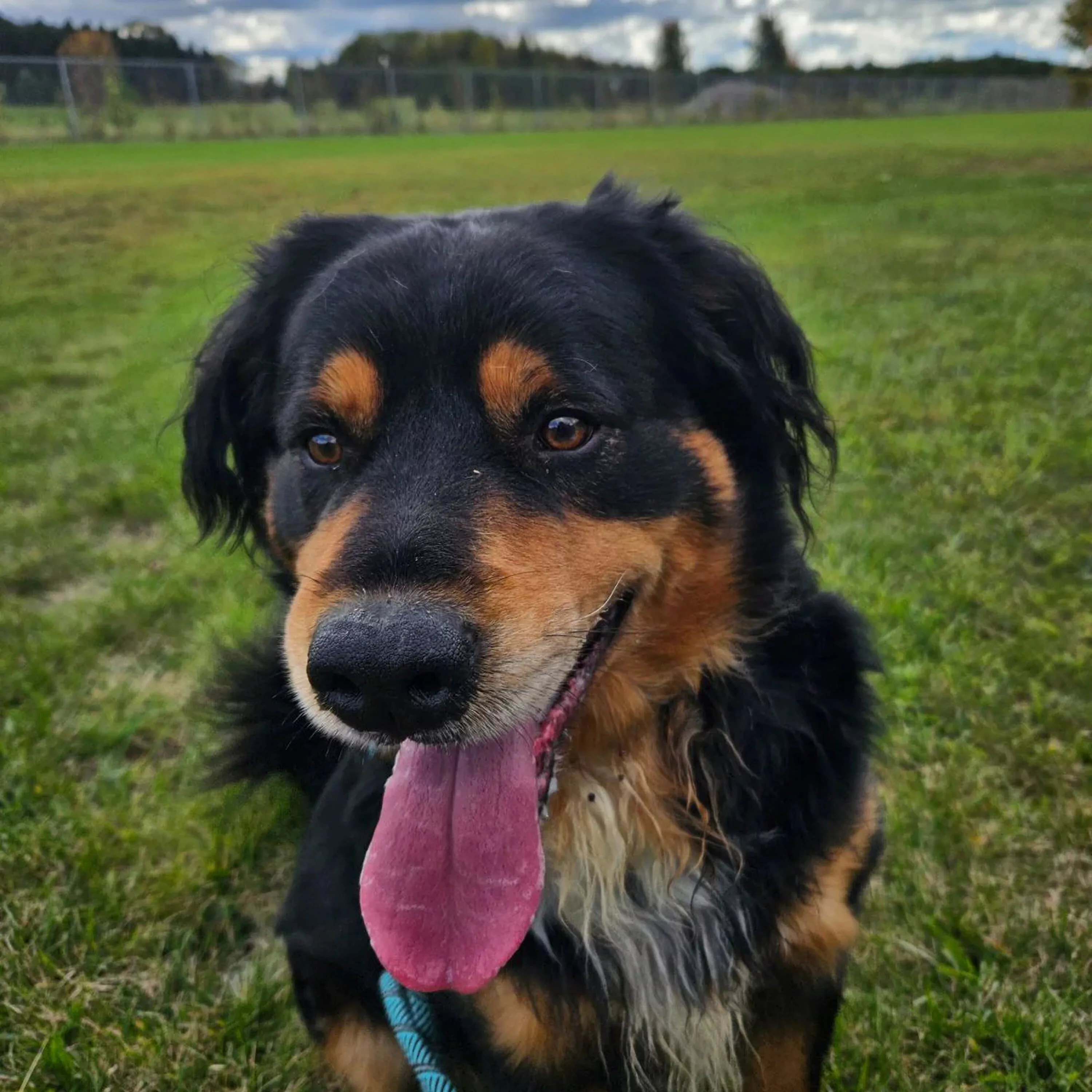 the-mason-jar-cafes-furry-friends-friday-featuring-bernie-2