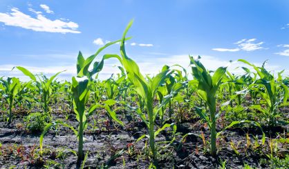 fertilizer-safe