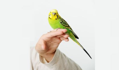 parakeet-safe