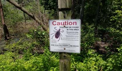 ticks-2