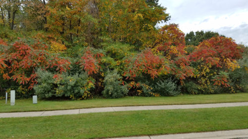 carolyn-manor2-500x281513581-1