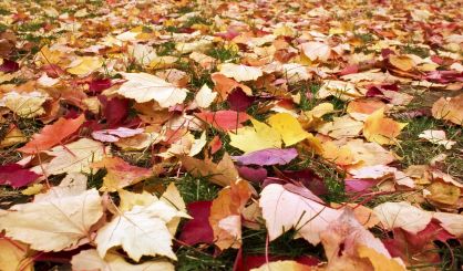leaves-safe-2672810