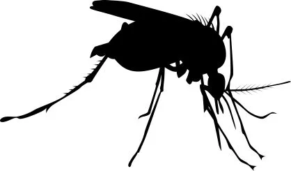 mosquito2524278