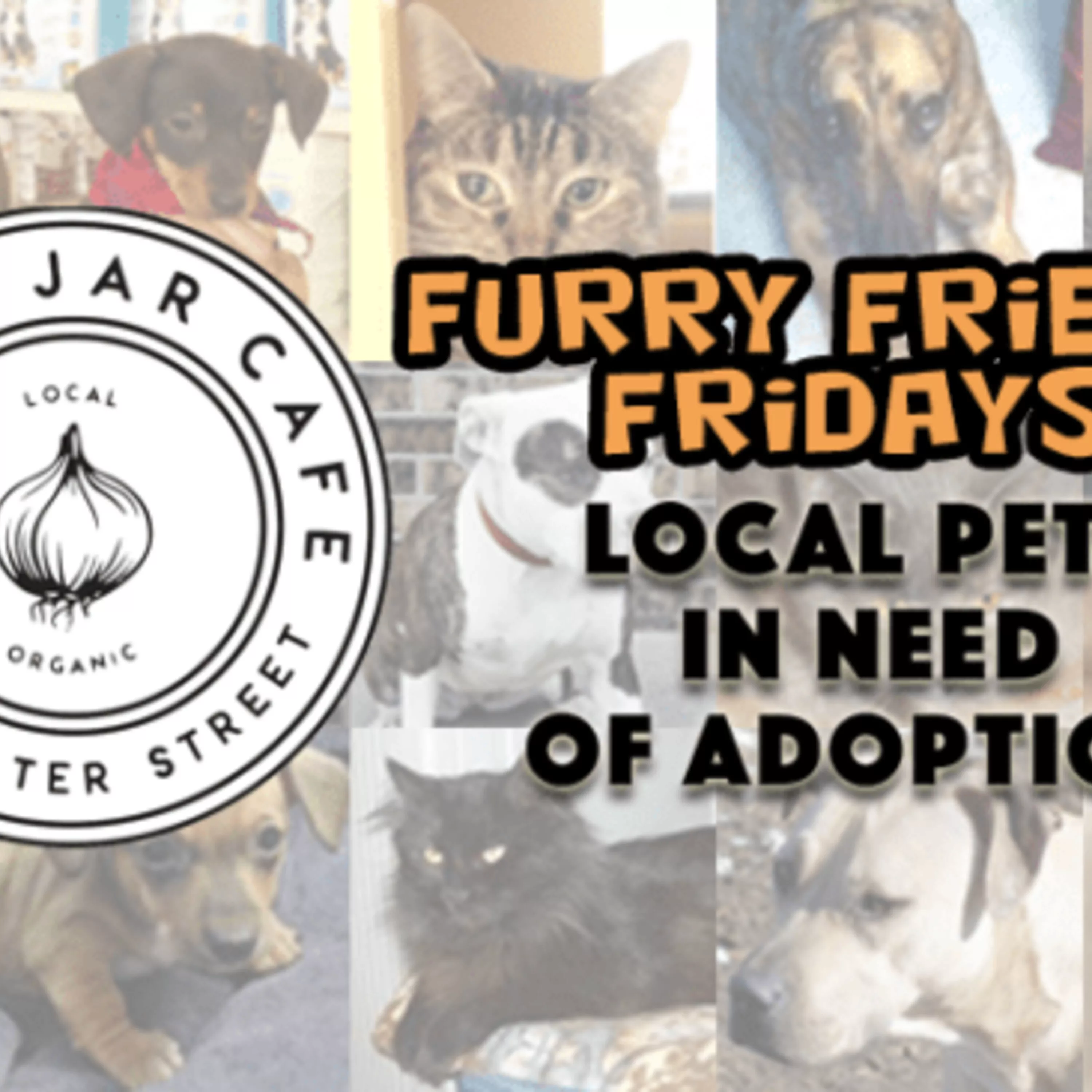 furry-friends-friday-with-the-mason-jar-featuring-coco-2