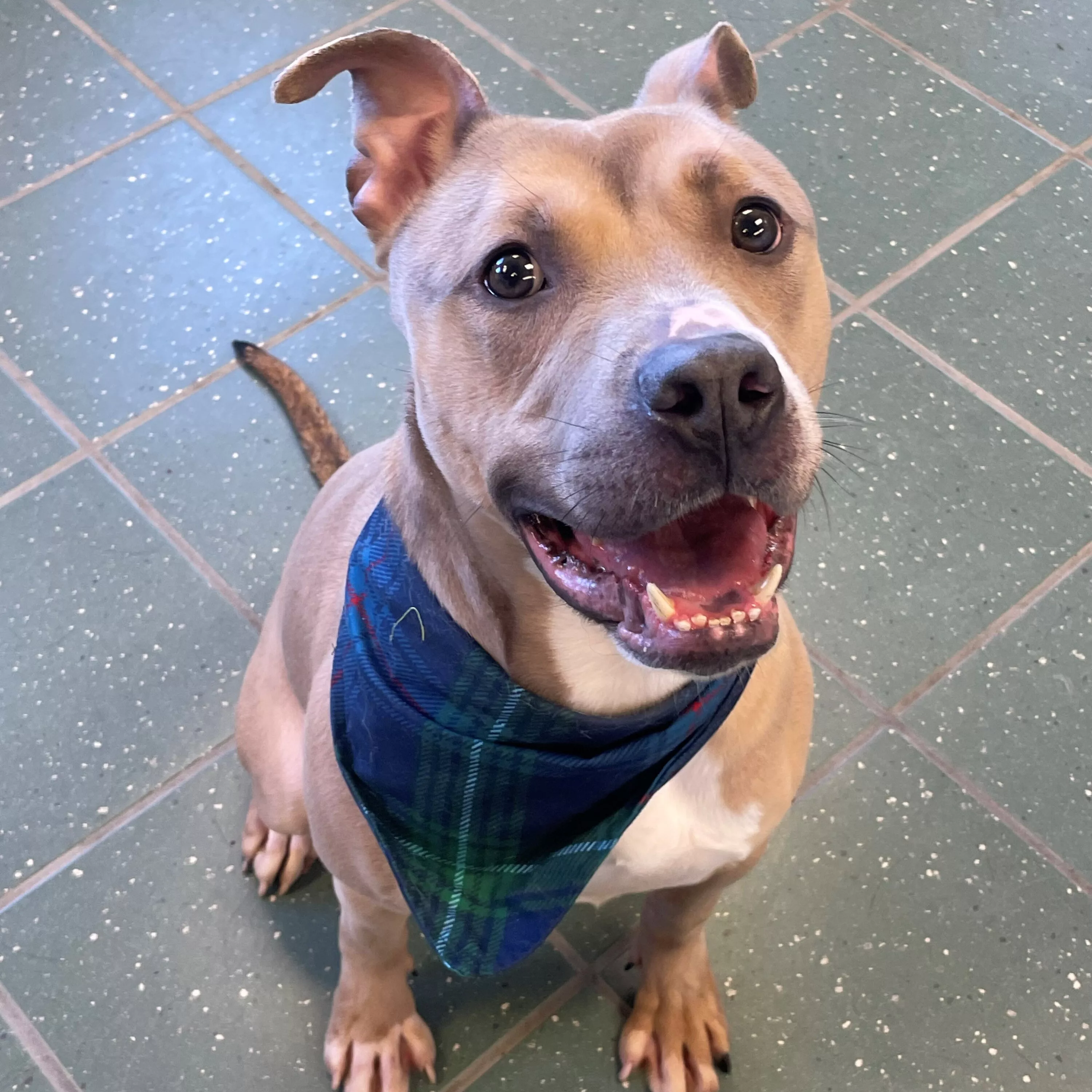 the-mason-jar-cafe-present-furry-friends-friday-featuring-gunner-2