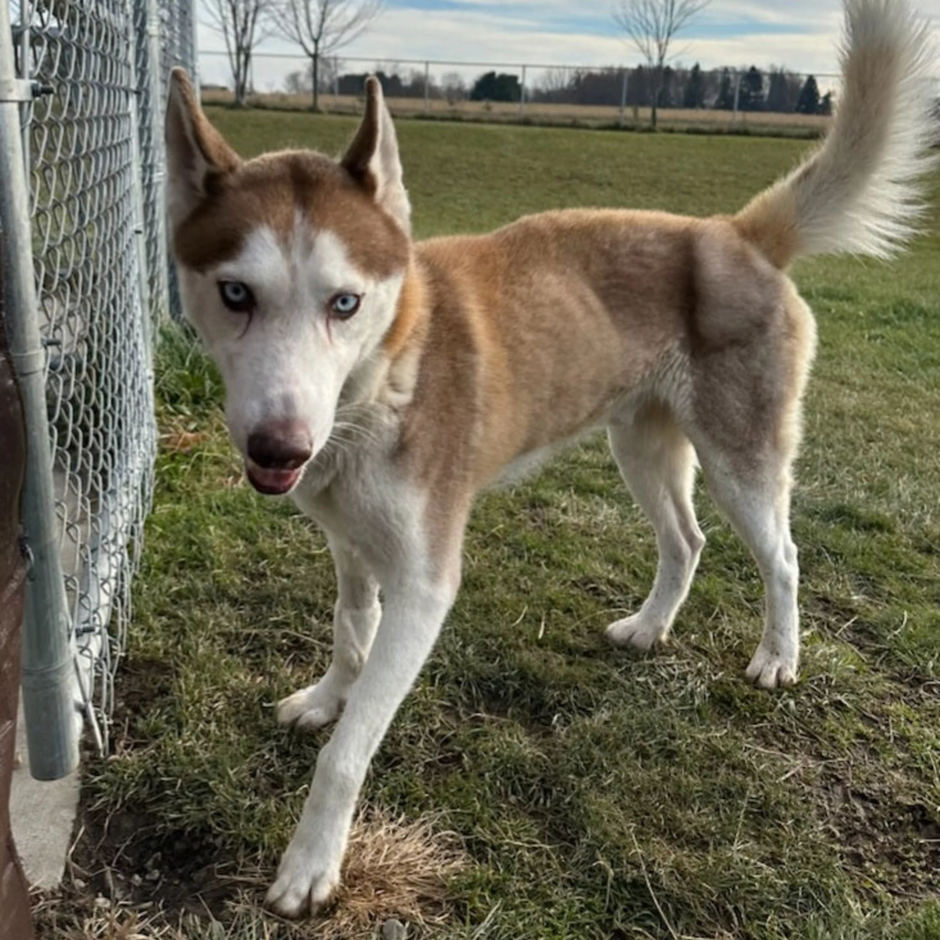 the-mason-jar-cafes-furry-friends-friday-featuring-austin-2