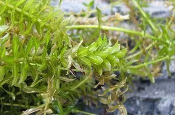 hydrilla2560277