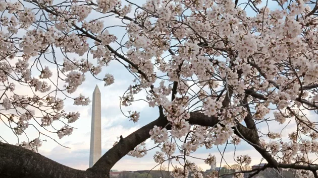 gettyimages_cherryblossoms_03202416416