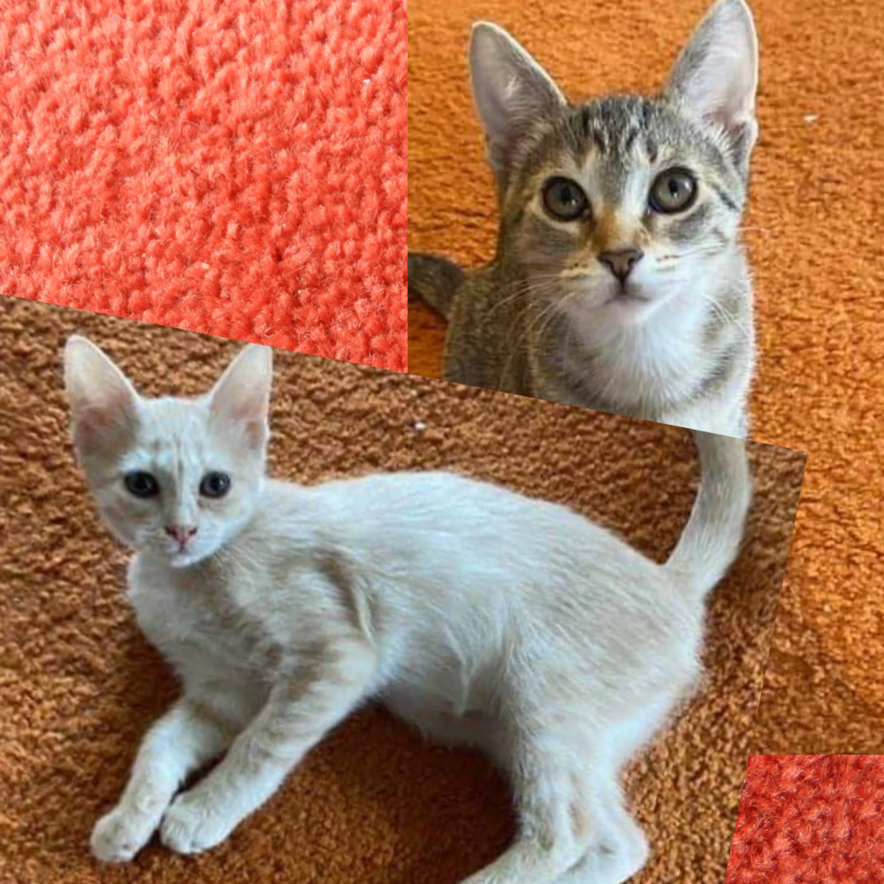 the-mason-jar-cafes-furry-friends-friday-featuring-rue-and-midgee-2