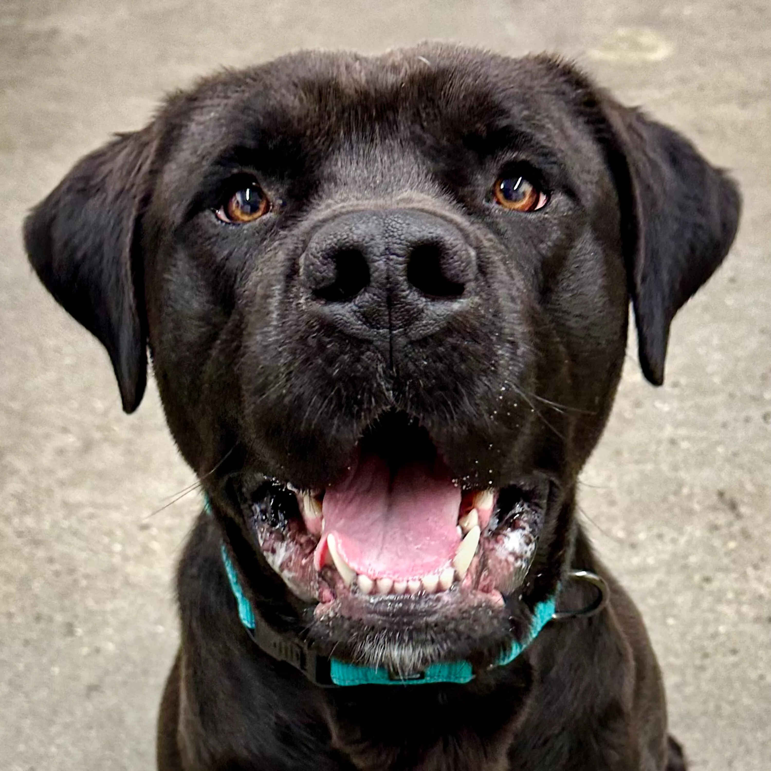 the-mason-jar-cafes-furry-friends-friday-featuring-kyan-2