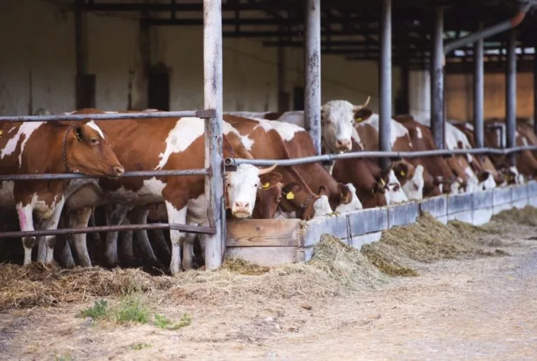 cows-safe-2-768x517405157-1