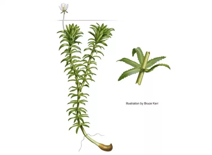 hydrilla5-768x561353221-1