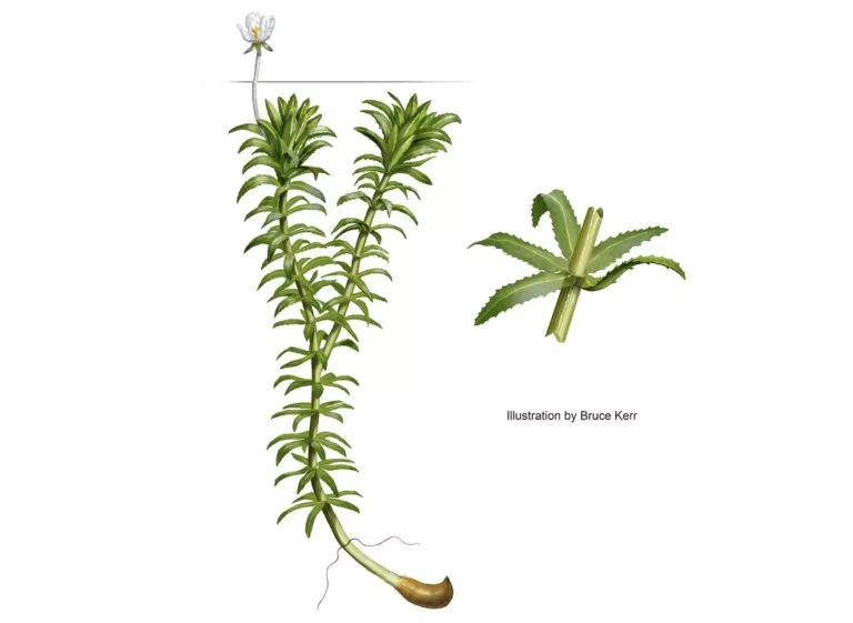 hydrilla5-768x561353221-1