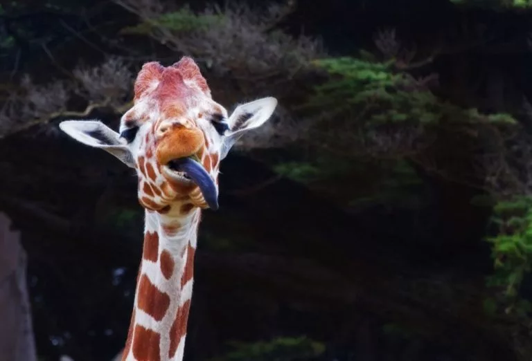 zoo-safe-3-768x522854085-1
