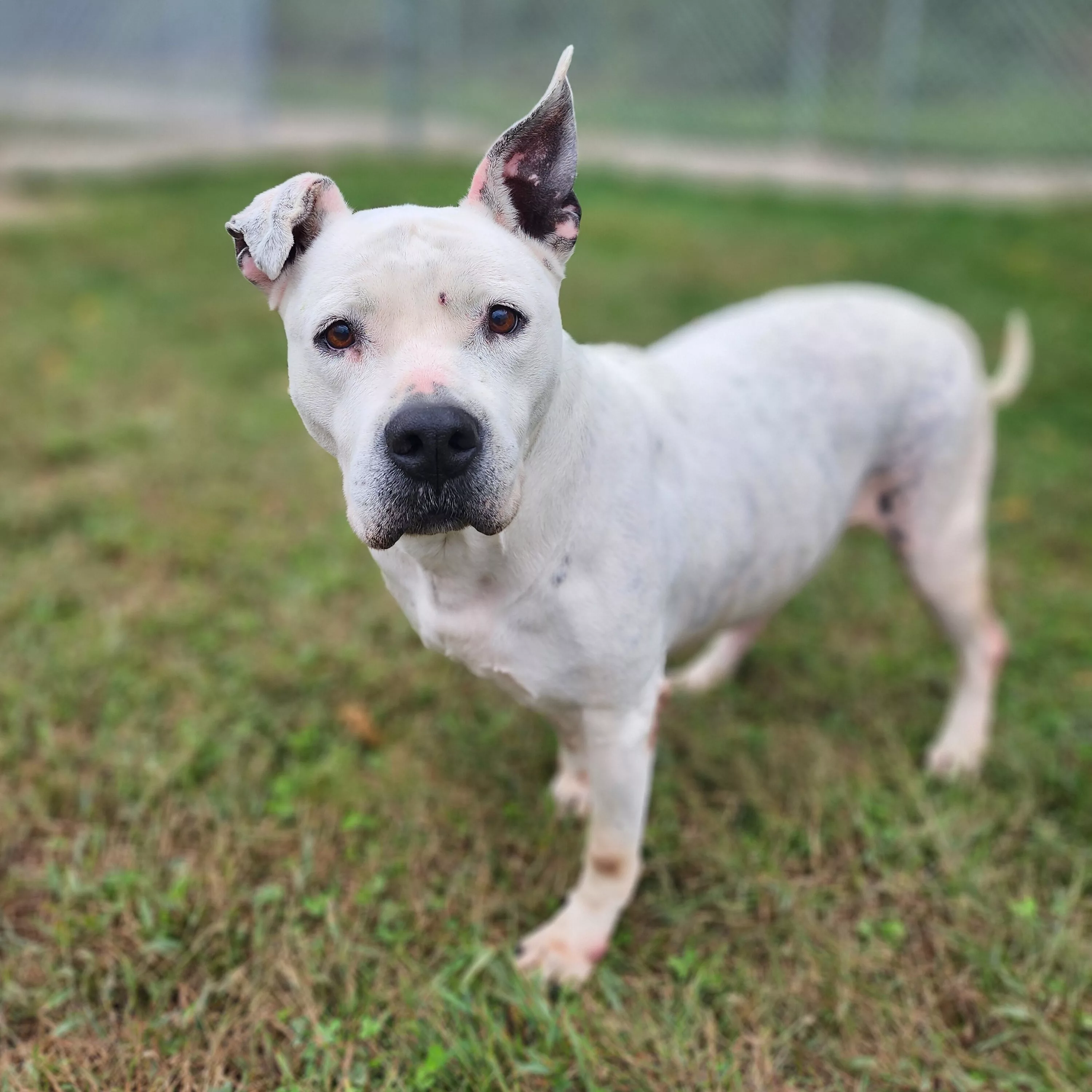 the-mason-jar-cafes-furry-friends-friday-featuring-snow-white-2