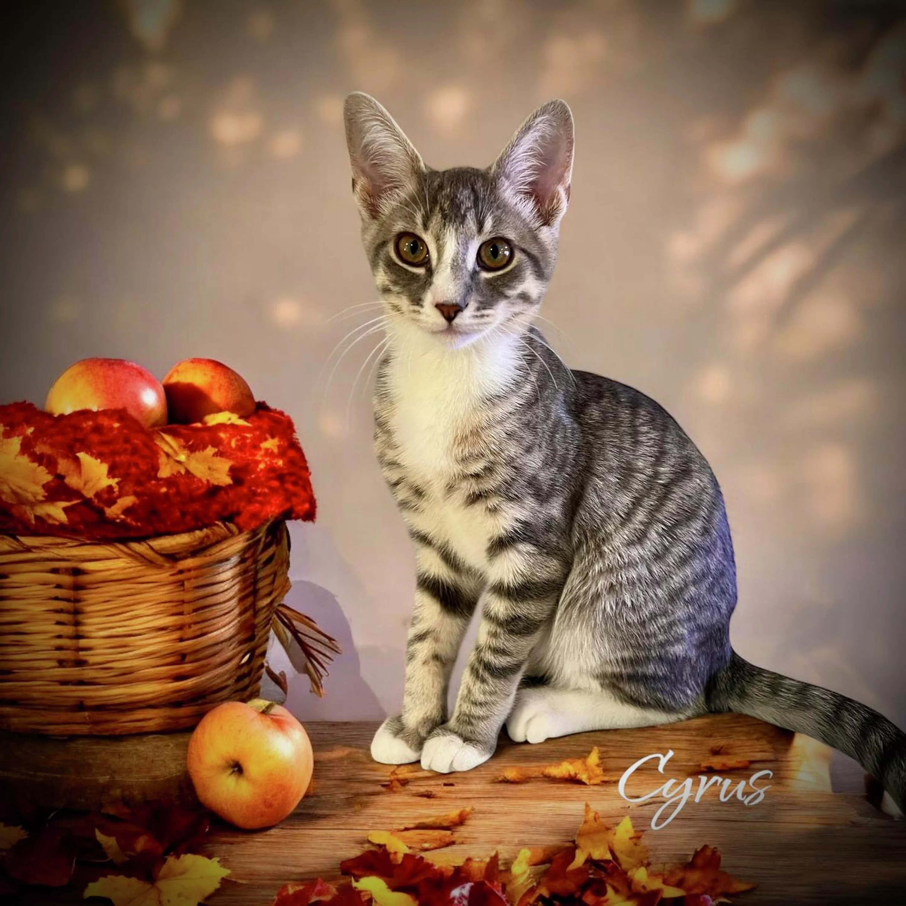 the-mason-jar-cafes-furry-friends-friday-featuring-cyrus-2