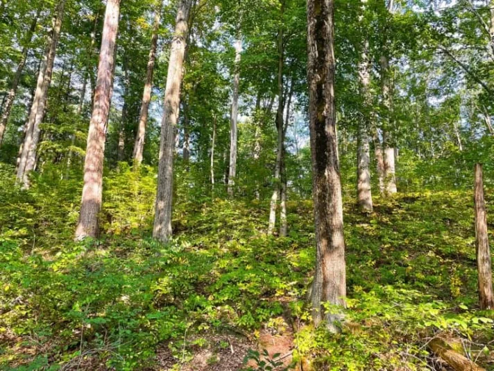 swmlc_good-fire-woods_oak-forest-768x576367211-1