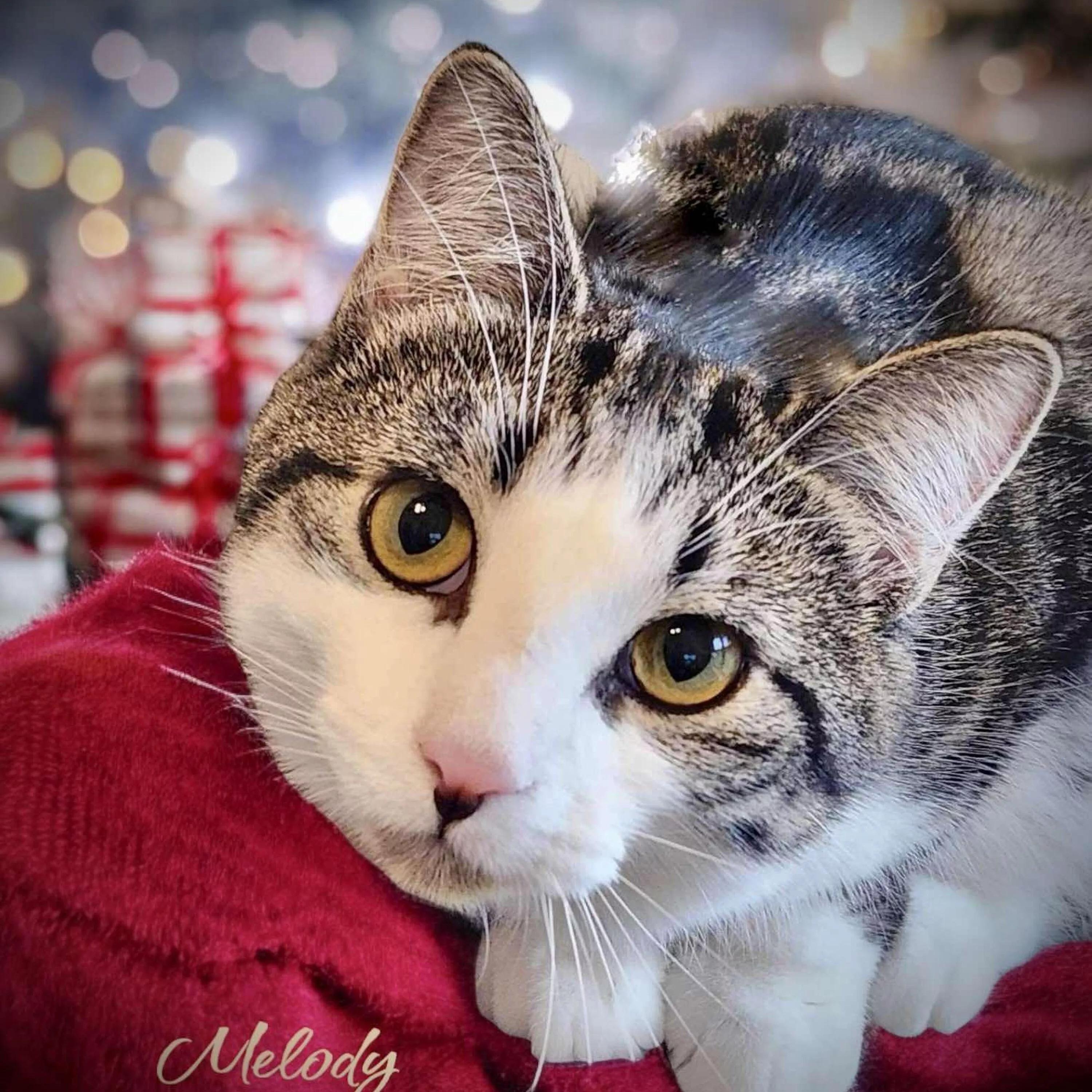 the-mason-jar-cafes-furry-friends-friday-featuring-melody-2