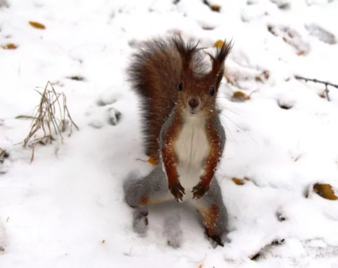 squirrel-safe-768x610765253-1