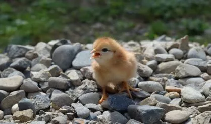 chicken-safe73699