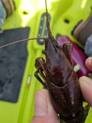 red-crayfish298798