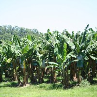 banana-plantation-2