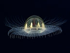 jellyfish_144