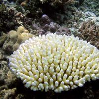 coral-bleaching-image