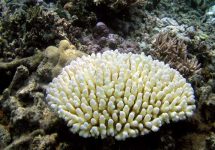 coral-bleaching-image