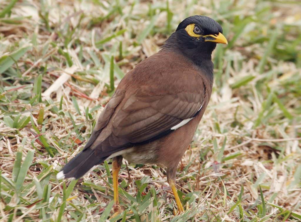 Trapping of myna birds done village by village Talanei