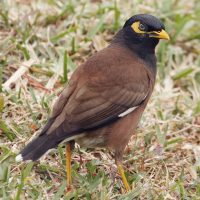 myna-2