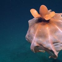 marine-life