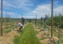 fruit-pickers