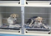 dogs-in-kennel