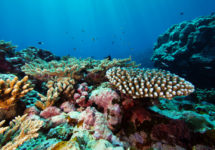 photo-2-or-3-option_-fogamaa-coral-assemblage_photo-by-greg-mcfall_noaa