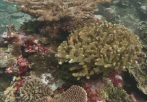 corals-2