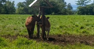 Samoa Govt suspends sale of livestock