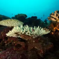 corals-june
