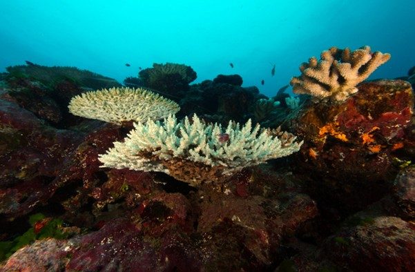 Training a community to combat coral disease
