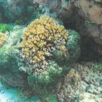 coral-in-ofu