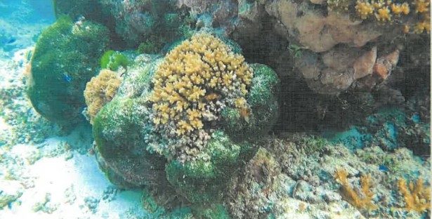 Ofu reef threated by elevated nutrient concentrations