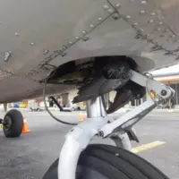 bird-strike