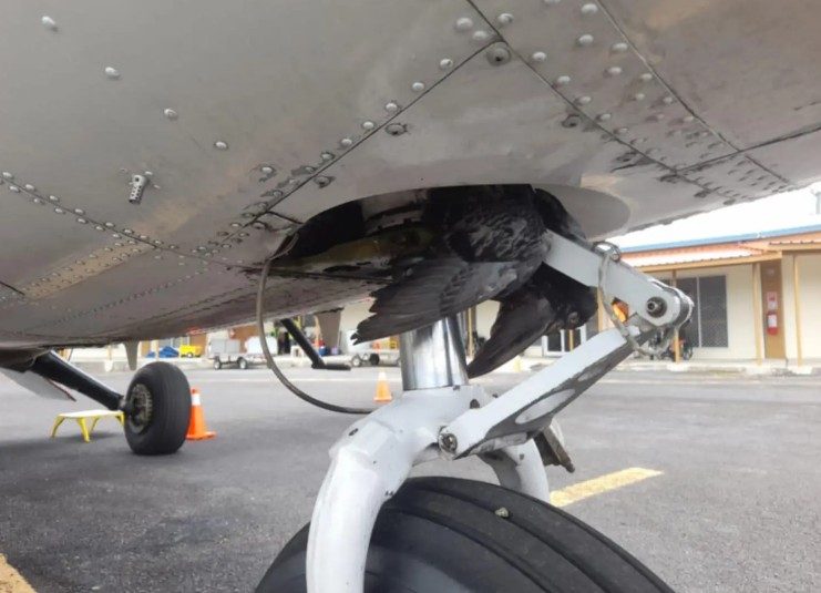 Bird strike forces Samoa Airways plan to return to Fagalii