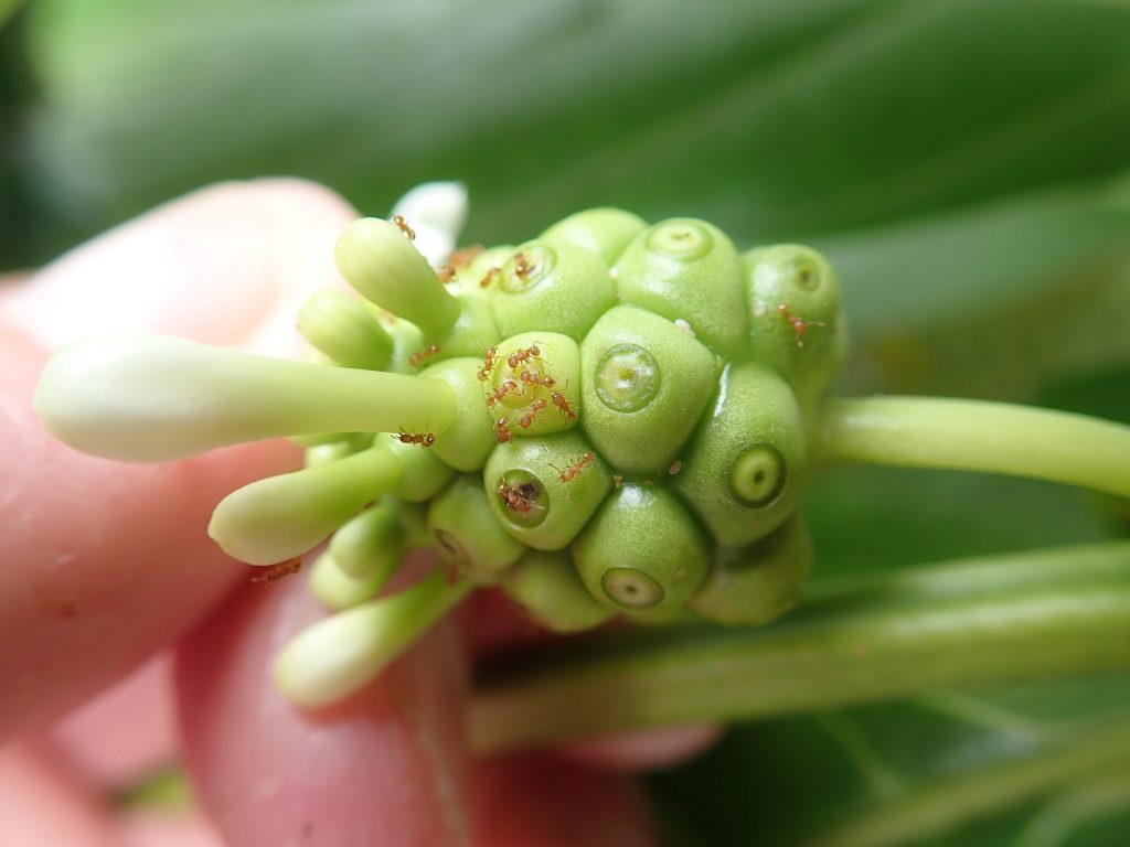 Larger populations of little fire ants found in territory