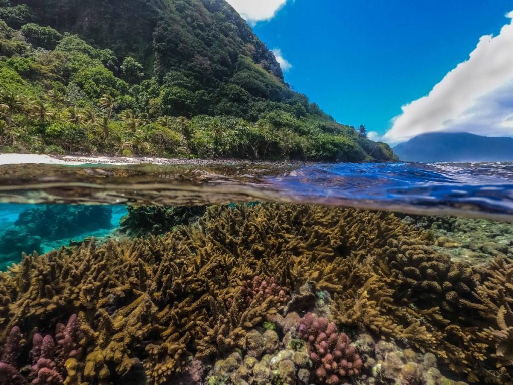 $4.6M coral reef restoration project in American Samoa to begin in early 2026