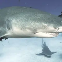 shark-species-shark-research-institute