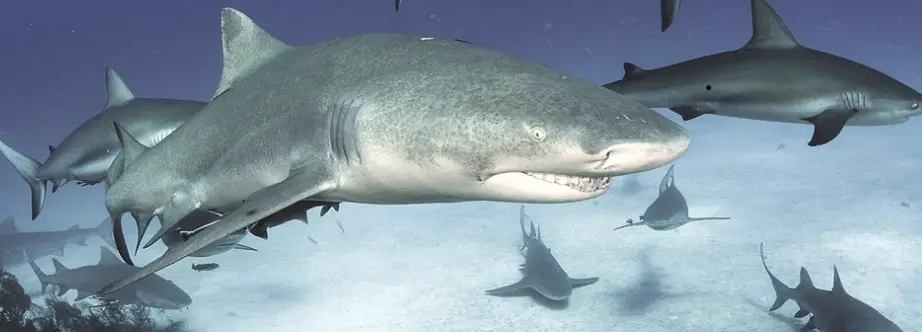 shark-species-shark-research-institute