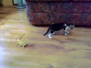 dragon and cat